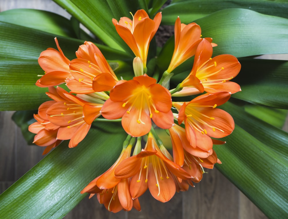 orange flower on green leaves