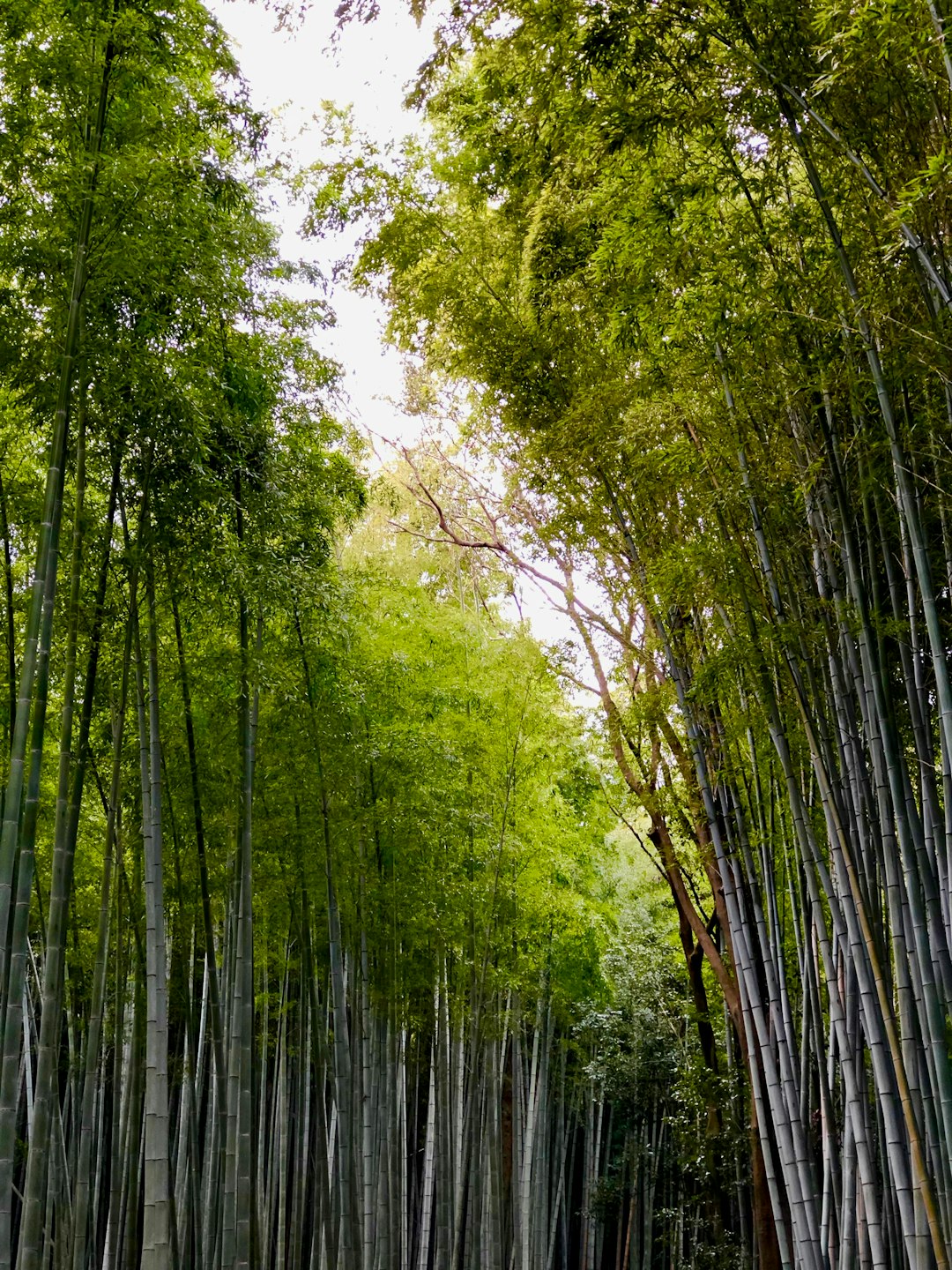 Forest photo spot Kyoto Byōdō-in