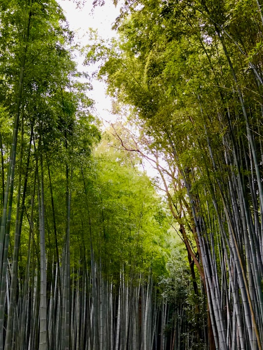green trees on forest during daytime in Kyoto Japan