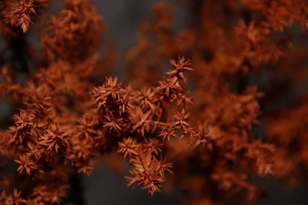 brown and red leaf plant