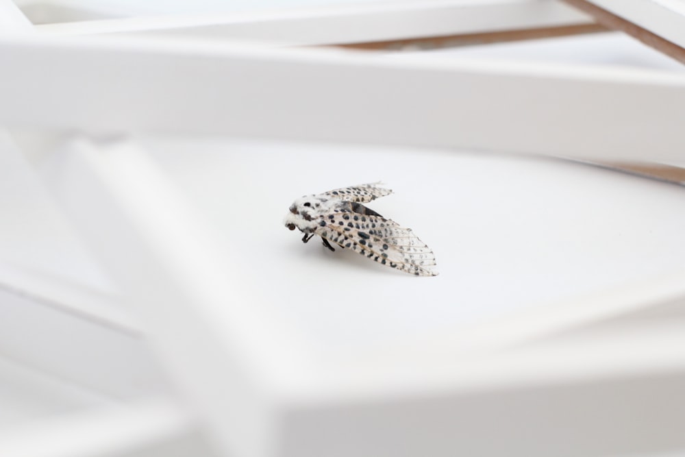 white and black butterfly on white table