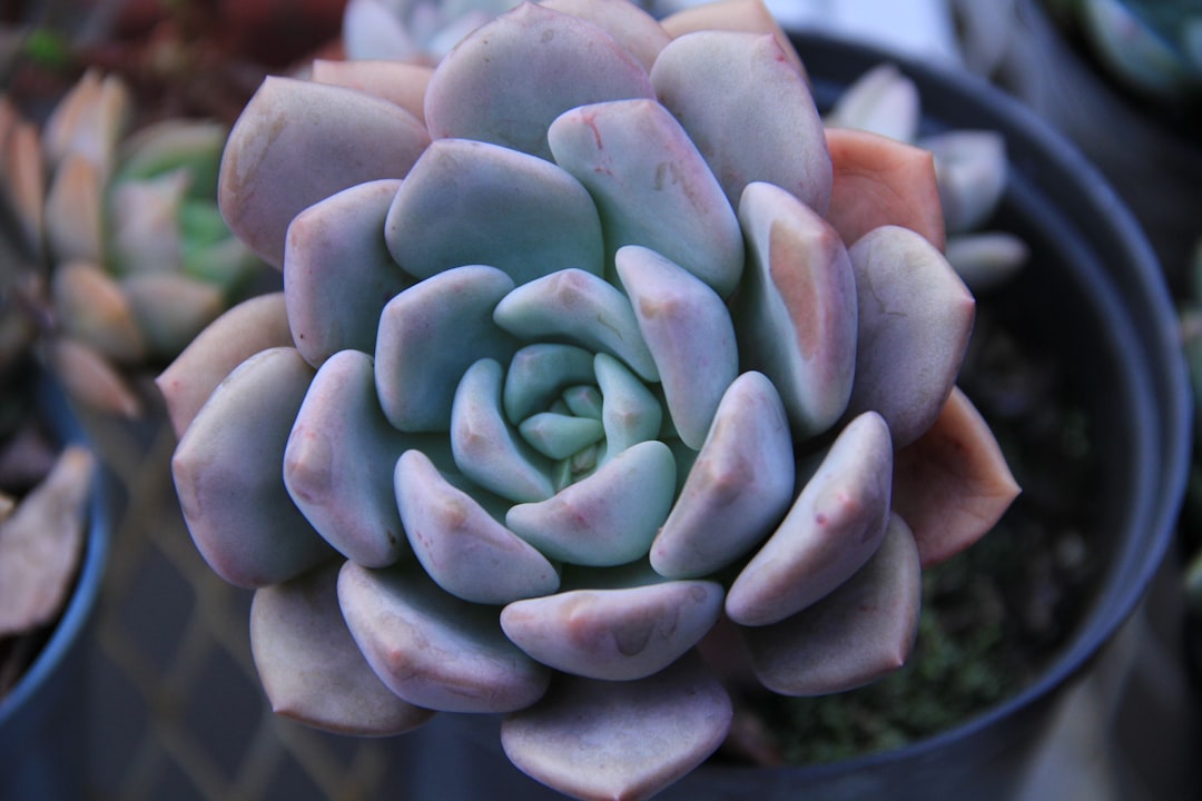 green and brown succulent plant