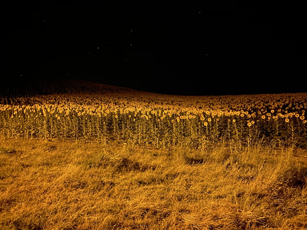 brown grass field during daytime