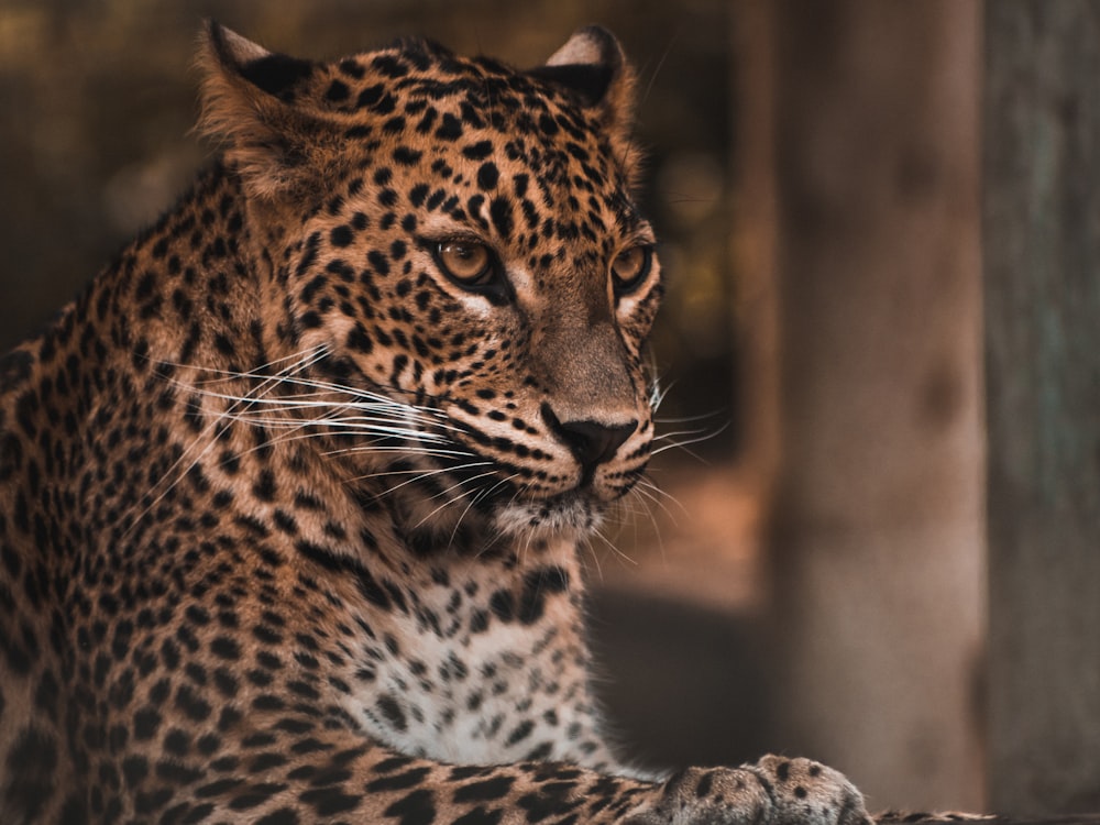 brown and black leopard on brown ground