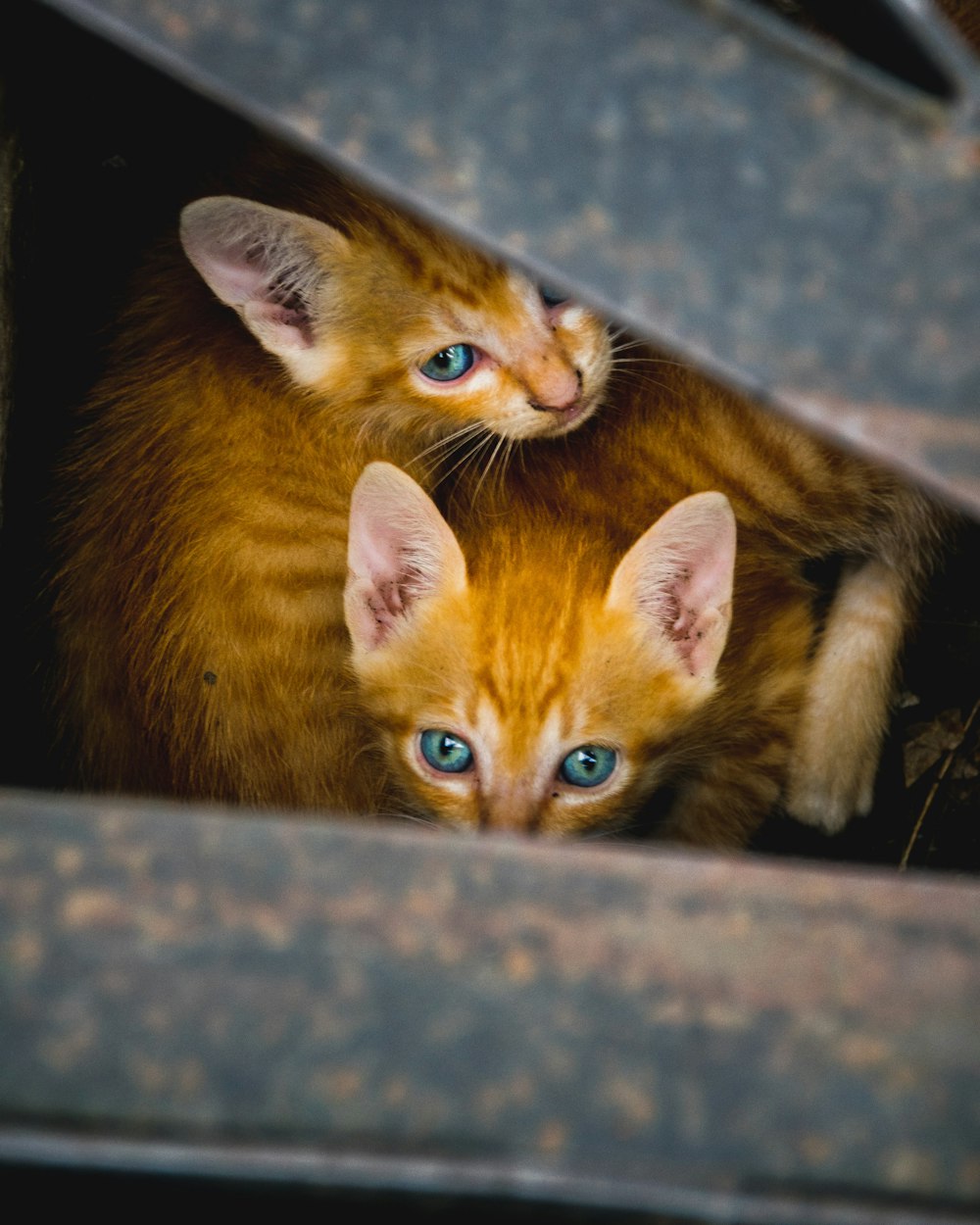 orange tabby cat on grey concrete floor