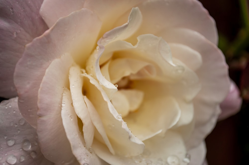white rose in bloom close up photo