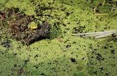 green moss on brown soil