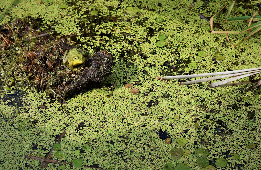 green moss on brown soil