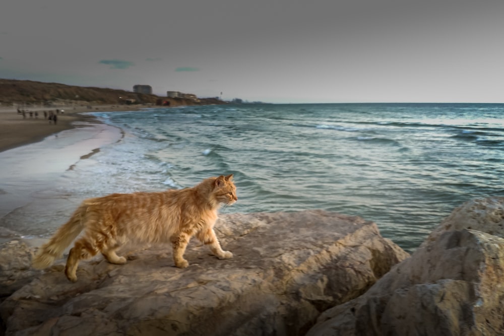 orange tabby cat on gray rock near body of water during daytime