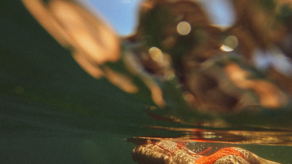 foglia marrone e rossa sull'acqua