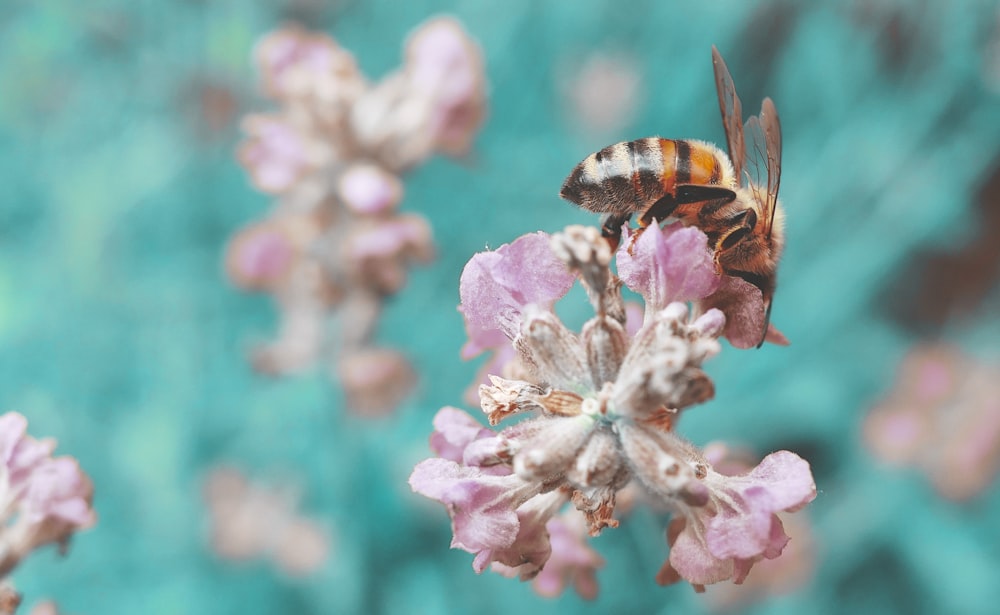 honeybee perched on pink flower in close up photography during daytime