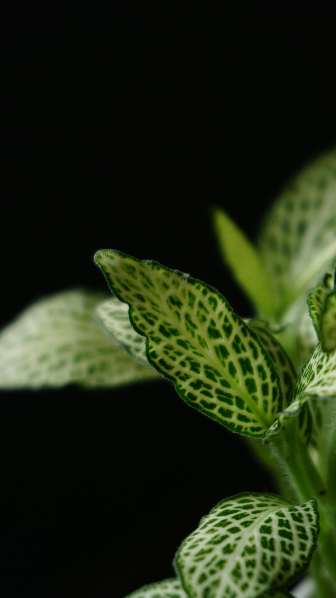 Fittonia sp., nerve plant
