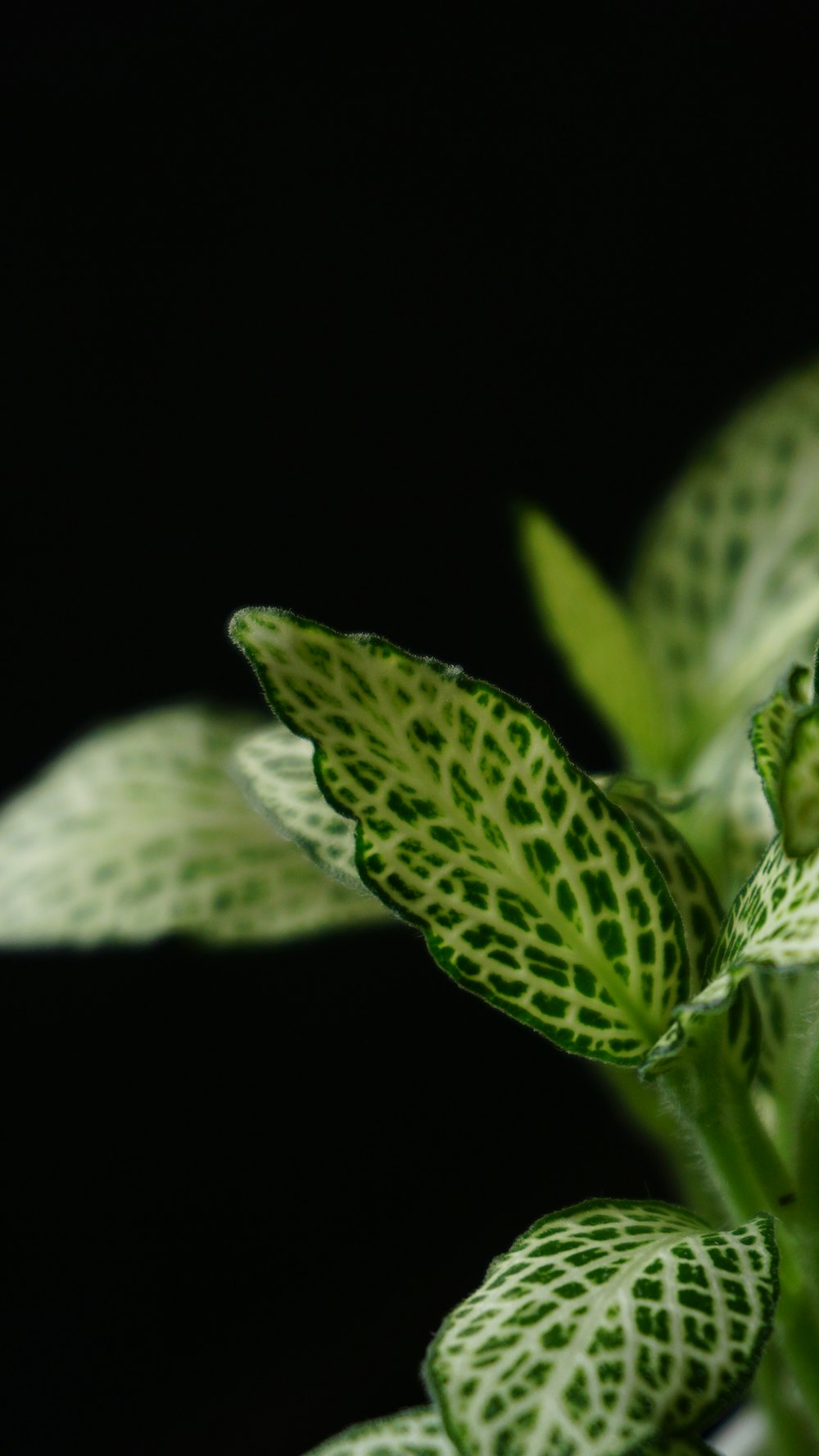 green and white leaf plant