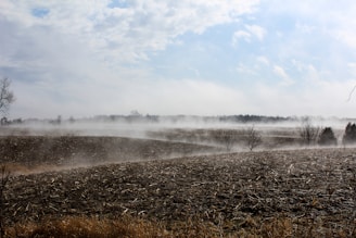 brown grass field near body of water during daytime