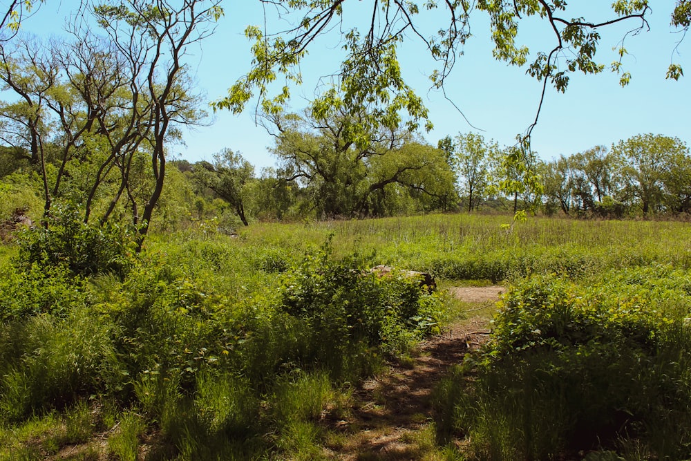 green grass field and green trees during daytime