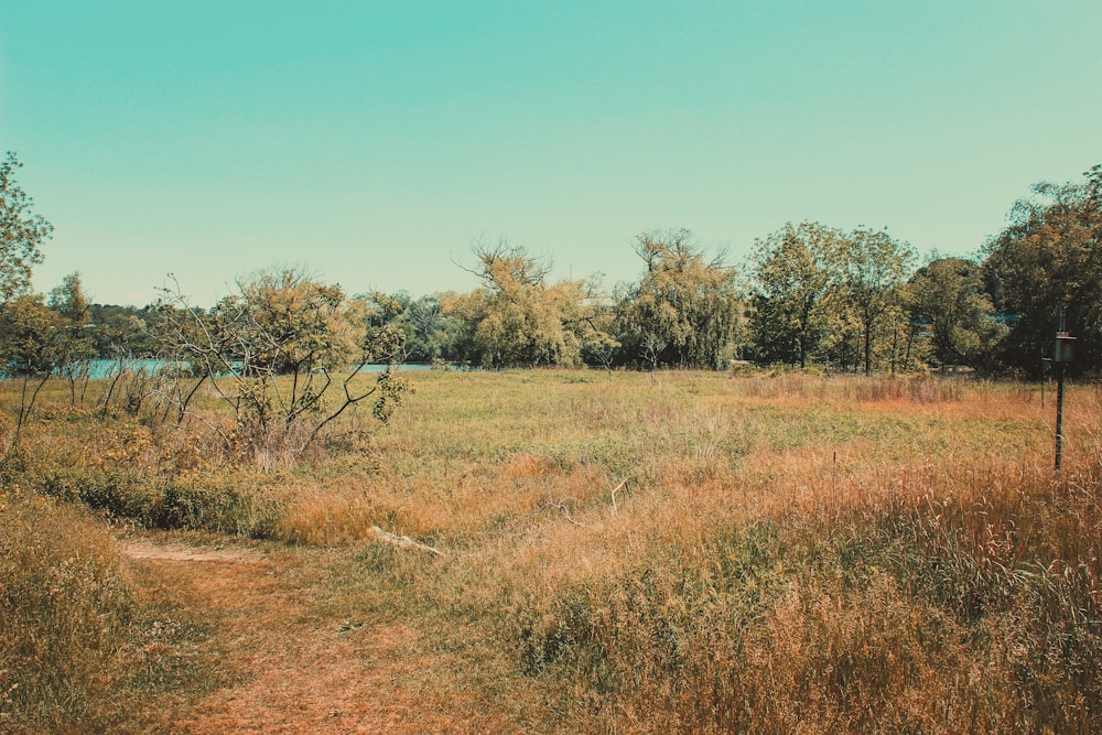 green trees on brown grass field during daytime