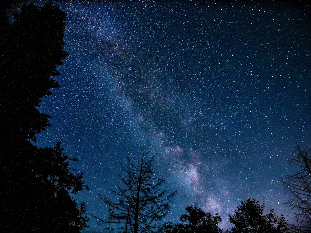 silhouette of trees under blue sky during night time