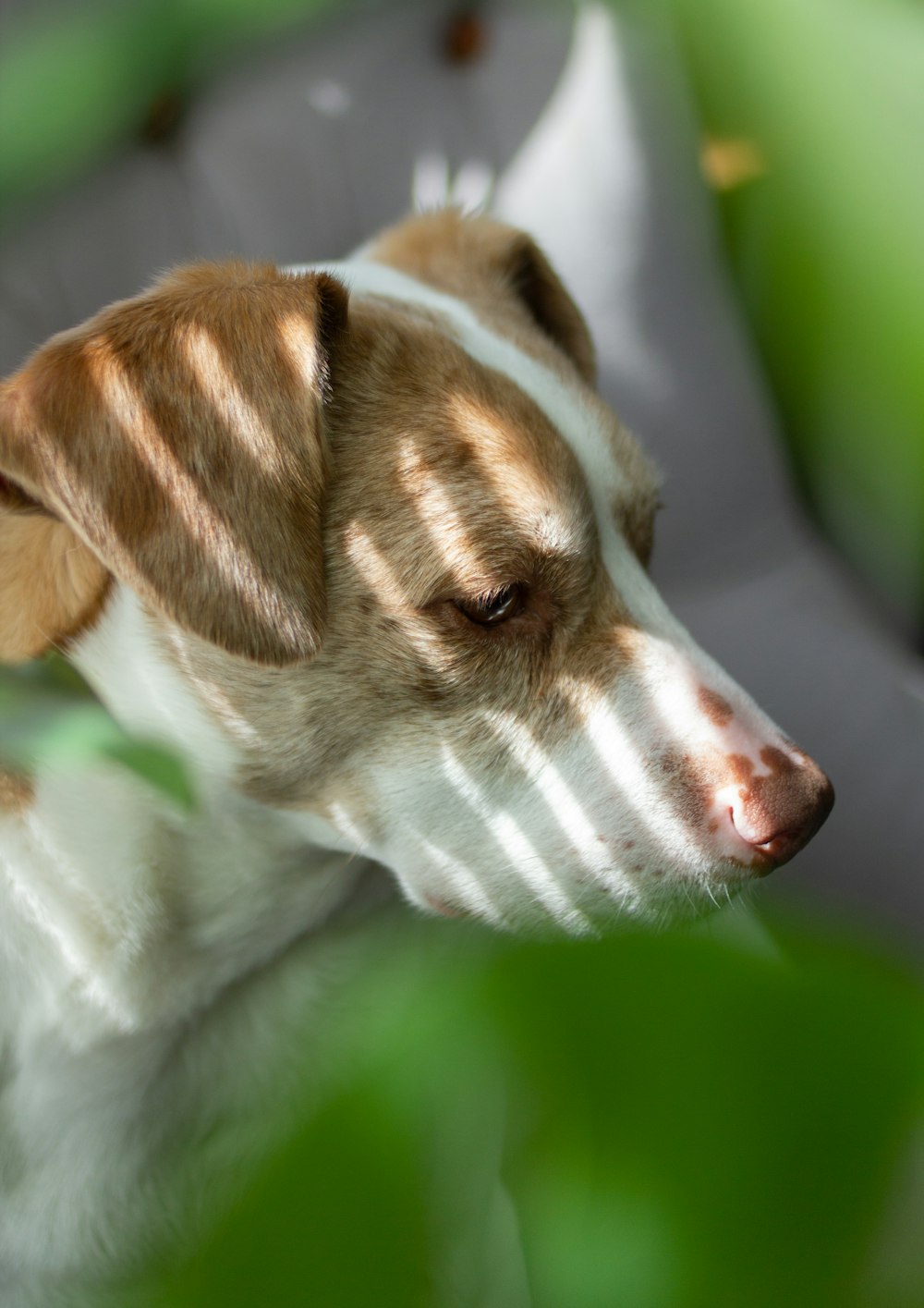 white and brown short coated dog