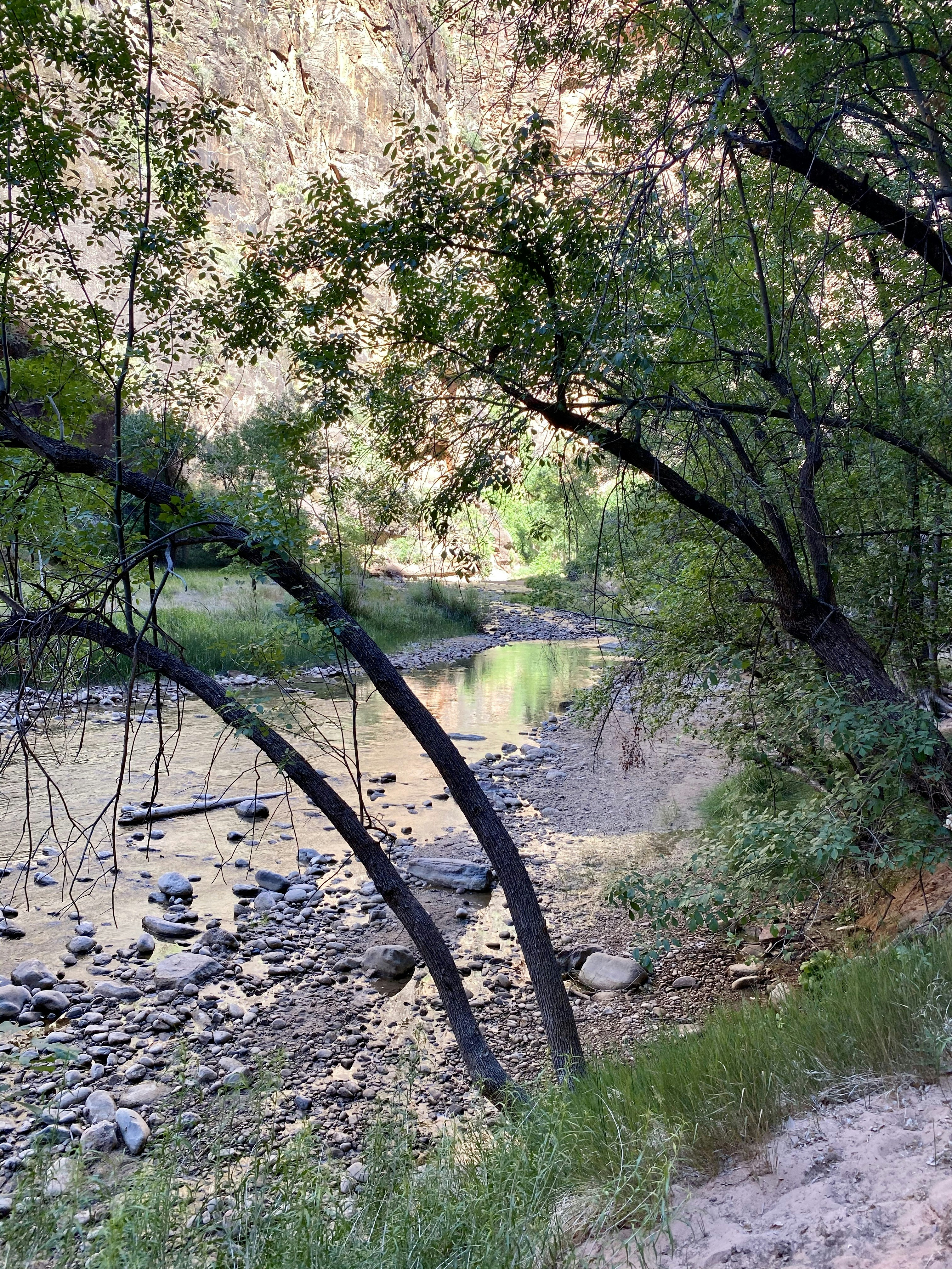 green trees near river during daytime