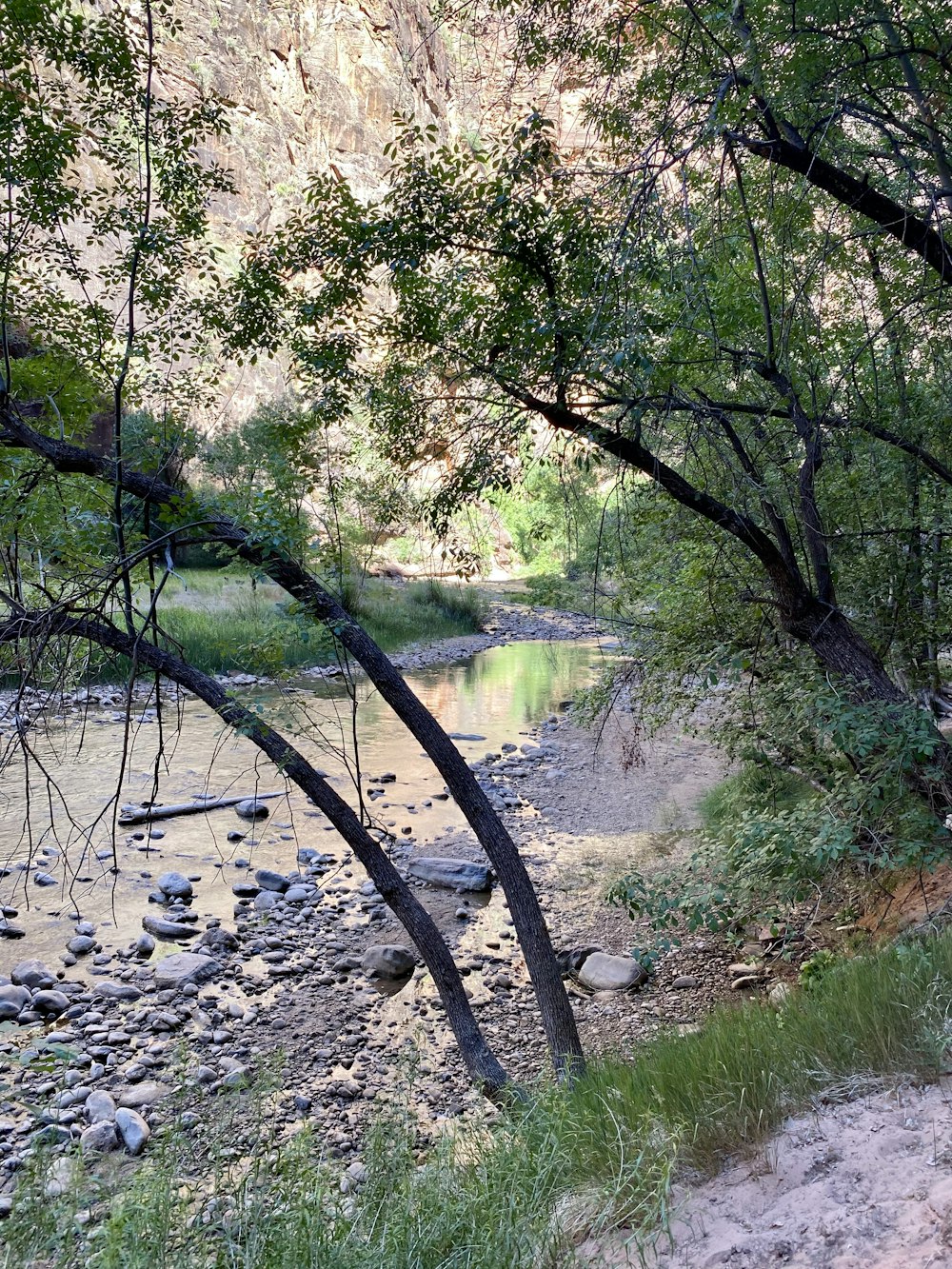 green trees near river during daytime