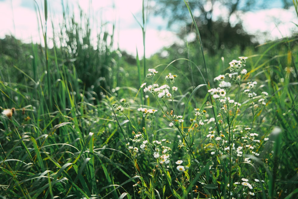 white flowers with green leaves