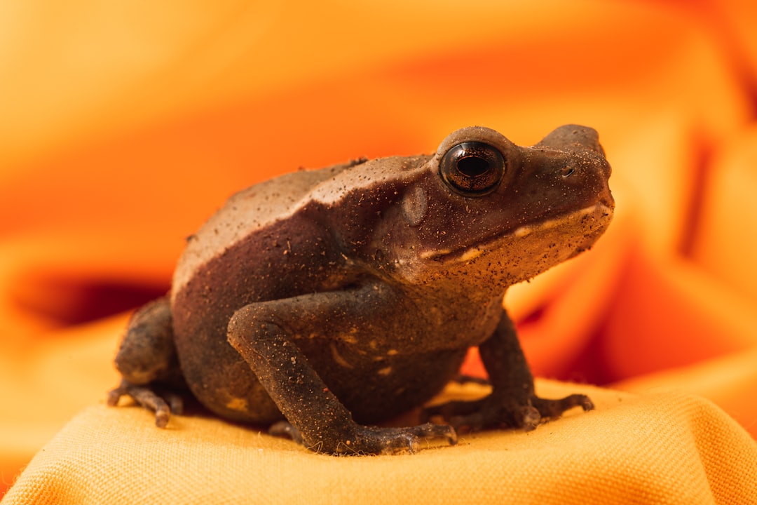 brown frog on orange textile