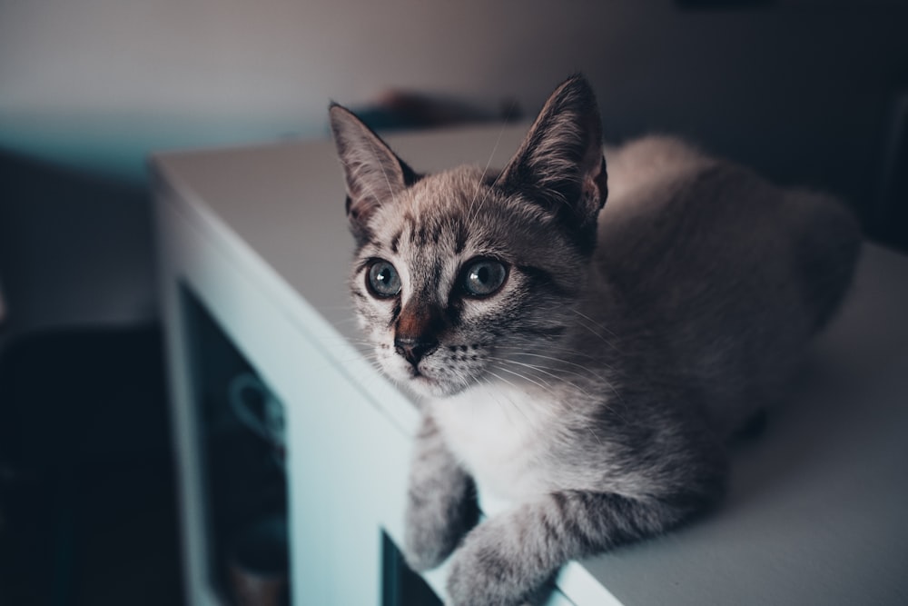 brown and white cat on white table