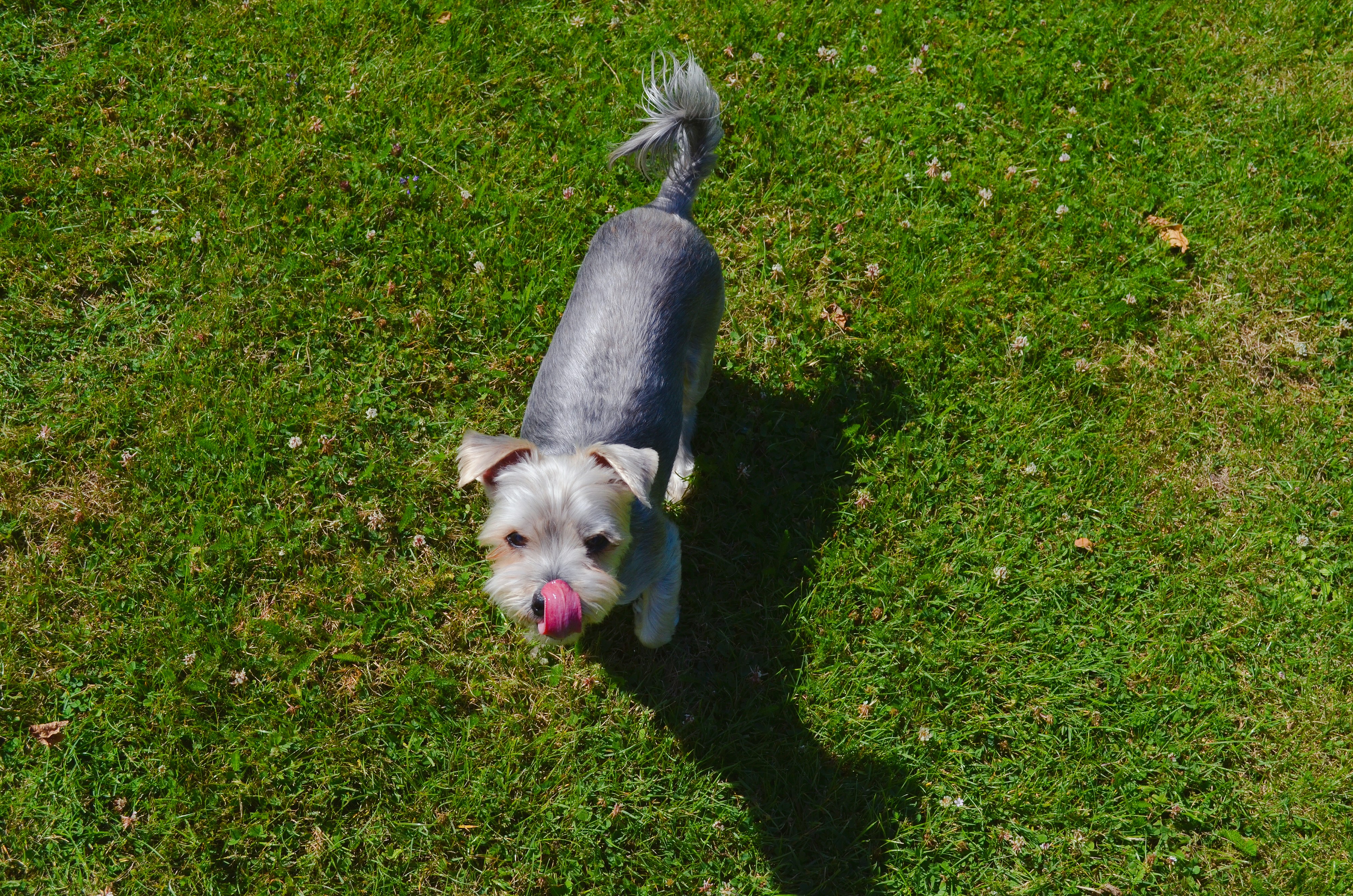 Summer Grooming Guide for Dogs in Vietnam