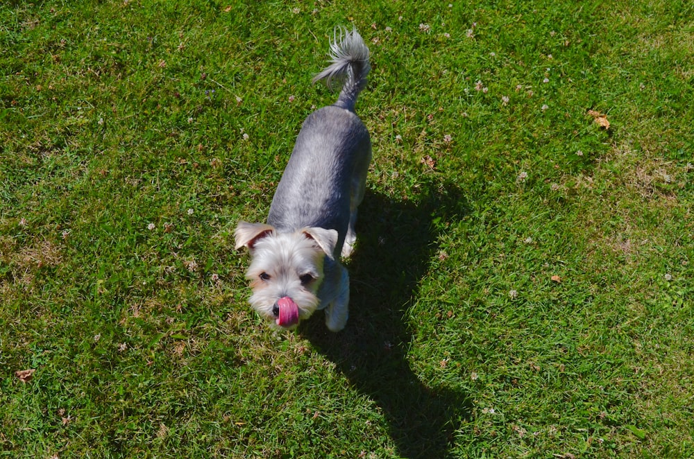 white and black long coat small dog on green grass field during daytime