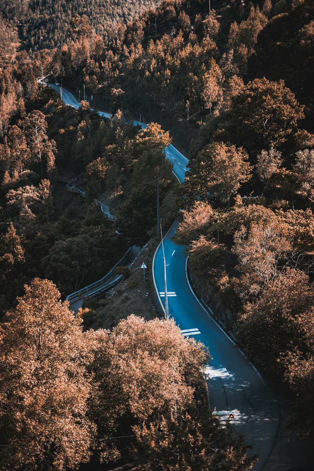 green trees beside road during daytime