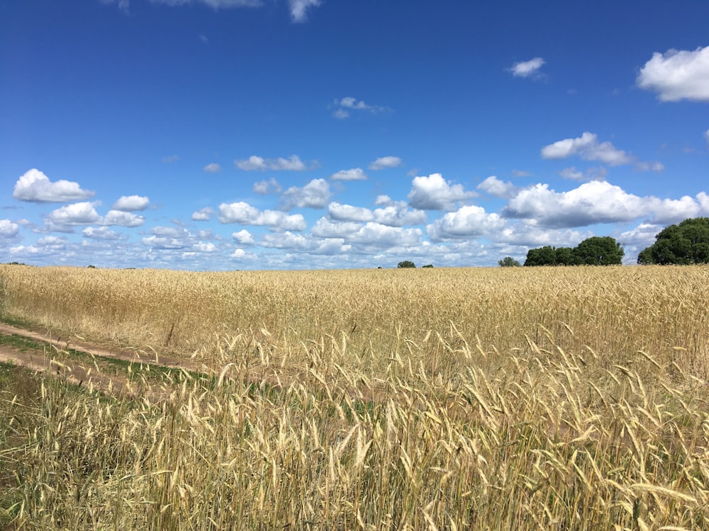 brown grass field under blue sky during daytime