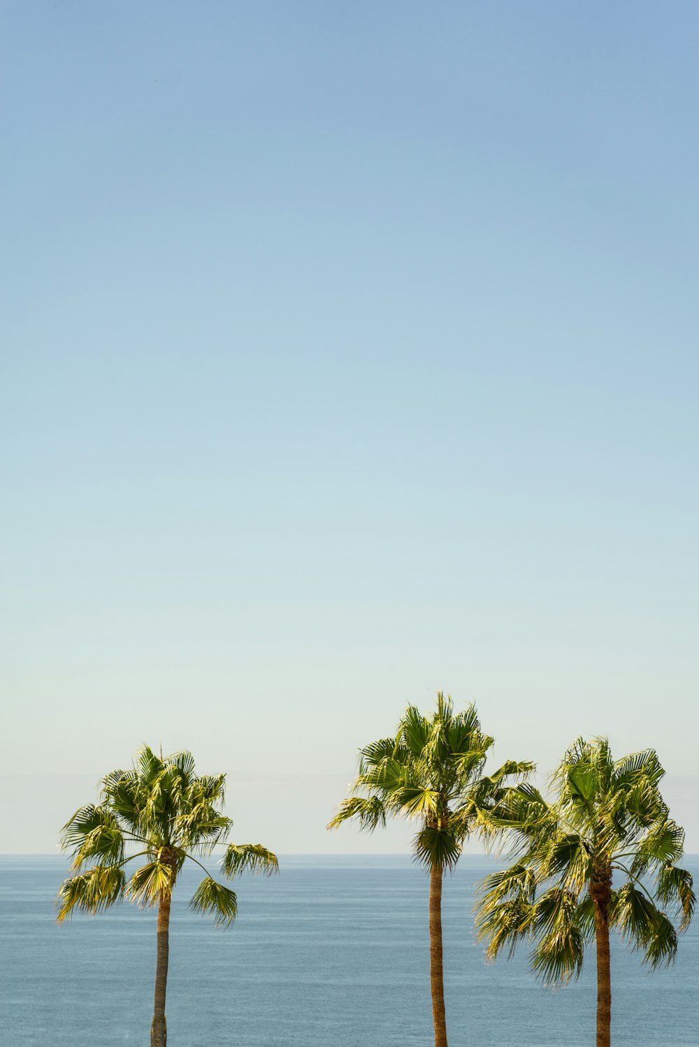 green palm tree under white sky during daytime