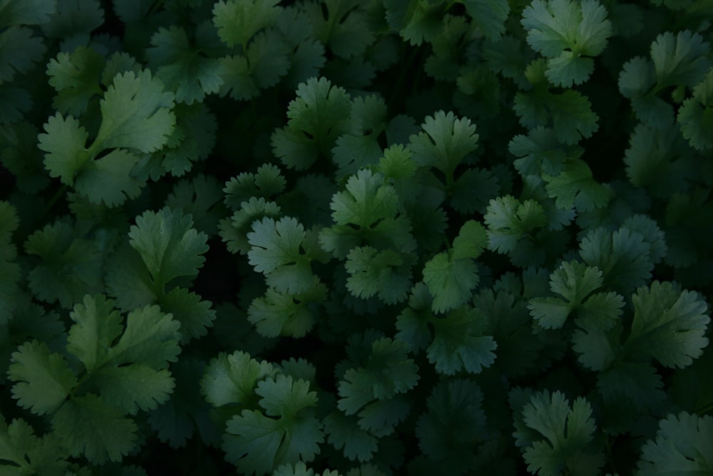 pianta verde in primo piano fotografia