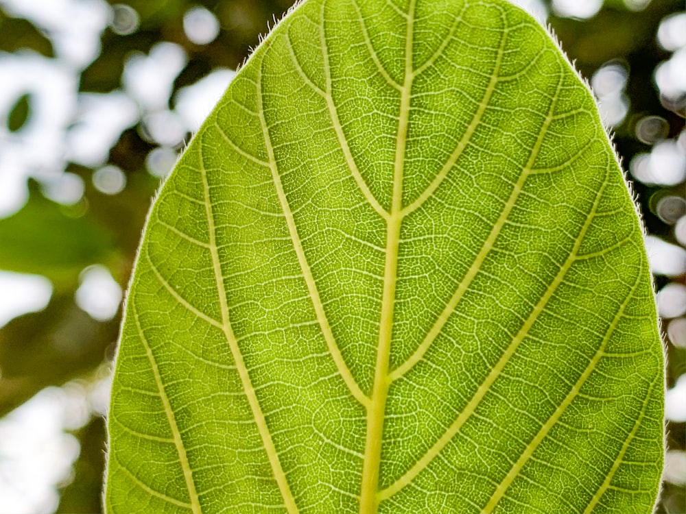 green leaf in close up photography