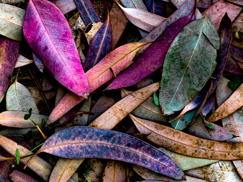 purple leaves on brown dried leaves