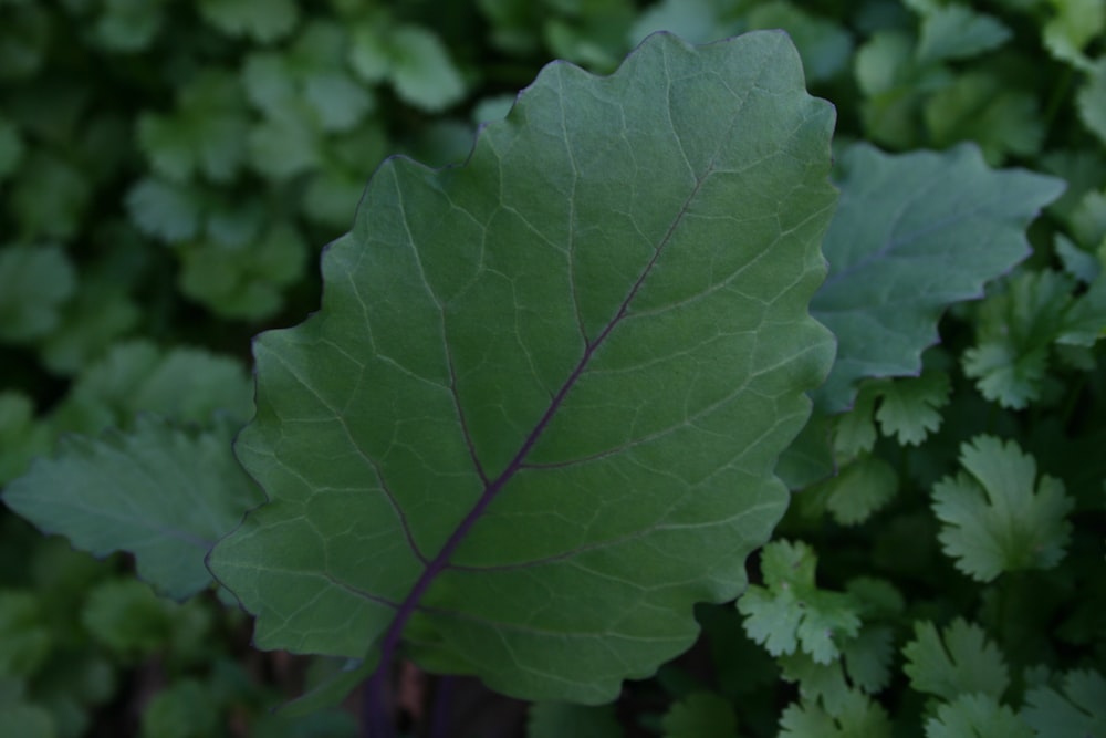 green leaf plant in close up photography