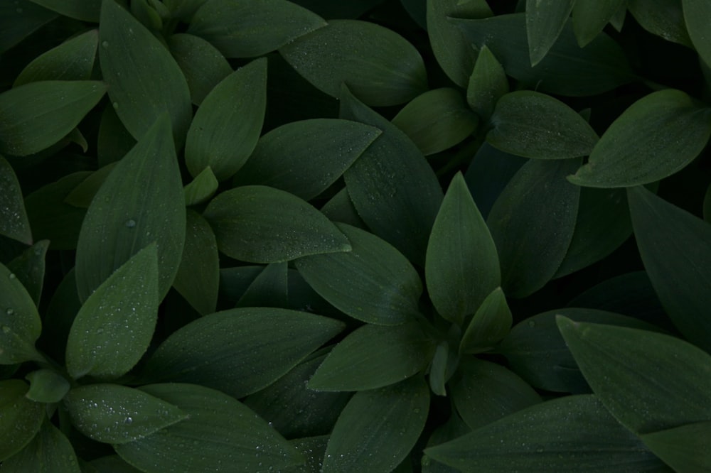 green leaves with water droplets