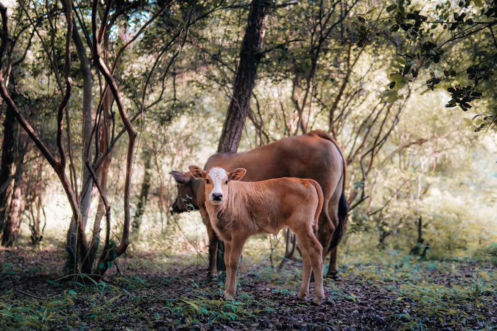 brown cow on green grass field during daytime