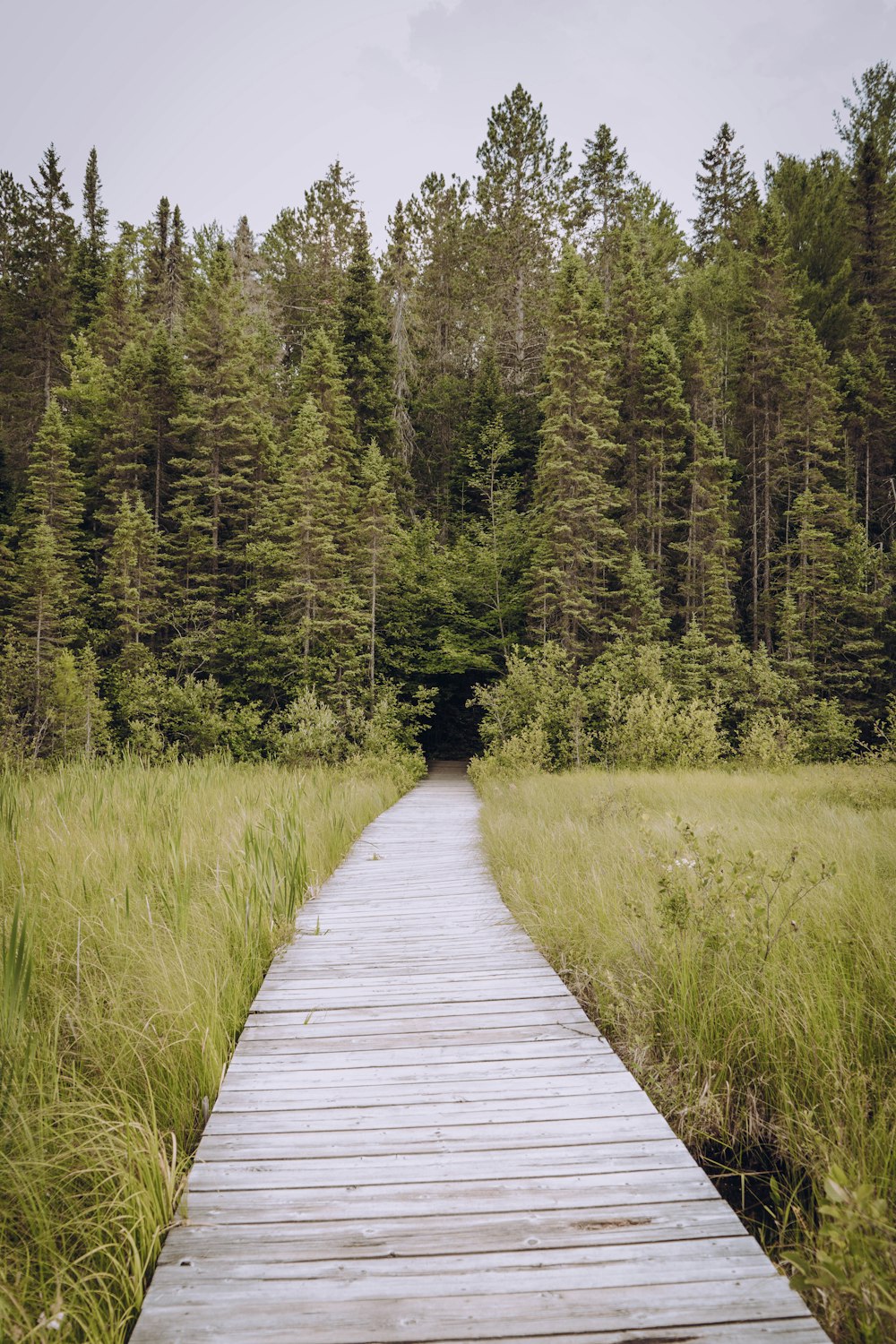 brown wooden pathway between green grass and trees during daytime