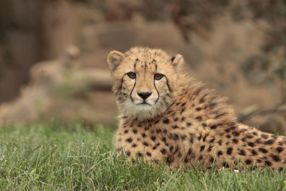 cheetah lying on green grass during daytime