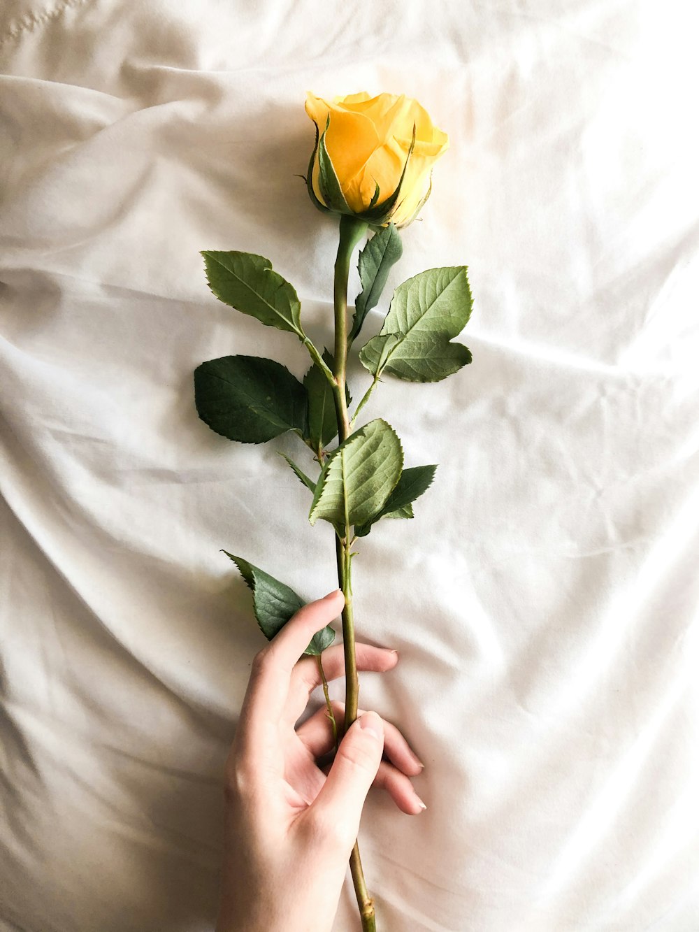 yellow rose on persons hand