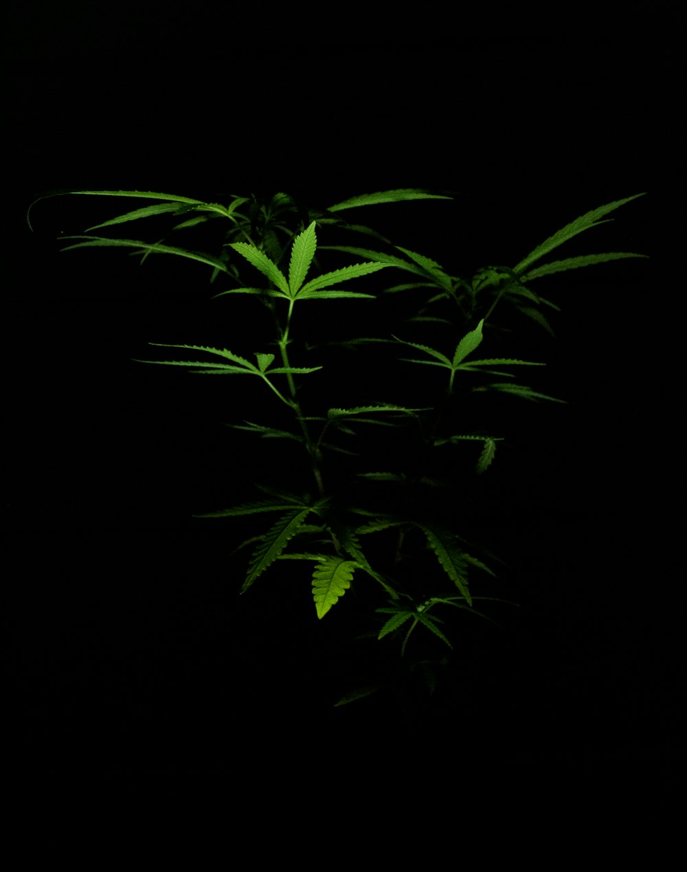 green plant in black background