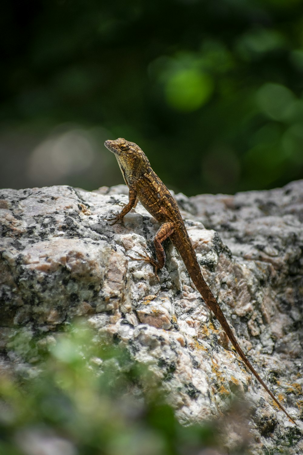 lagarto marrom na rocha marrom durante o dia