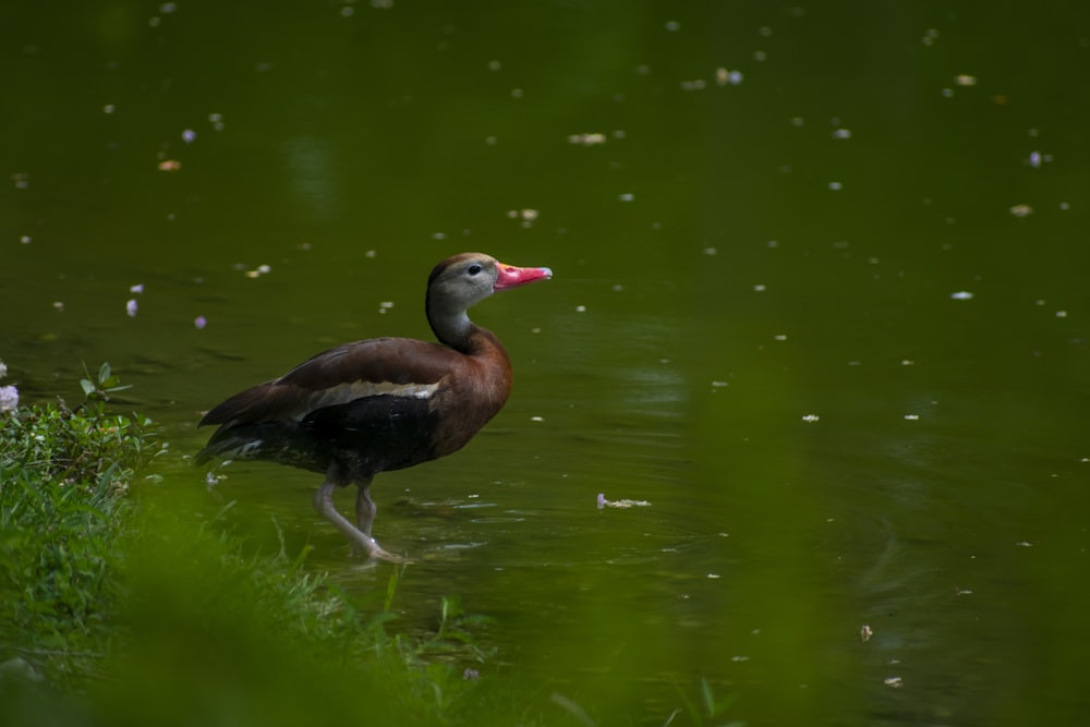 pato marrom na água durante o dia