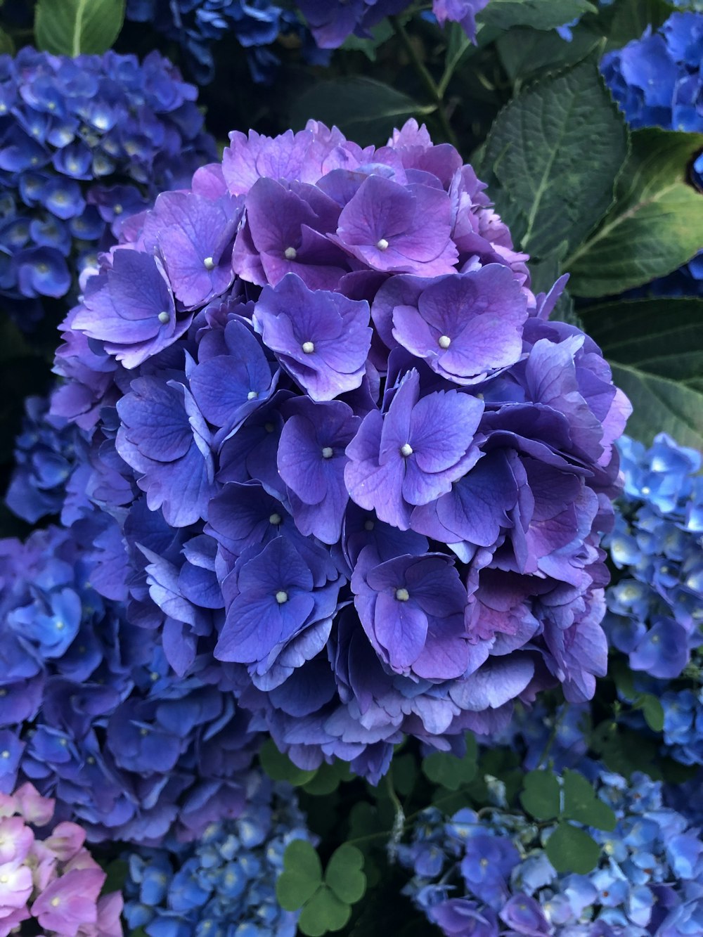 purple flowers with green leaves