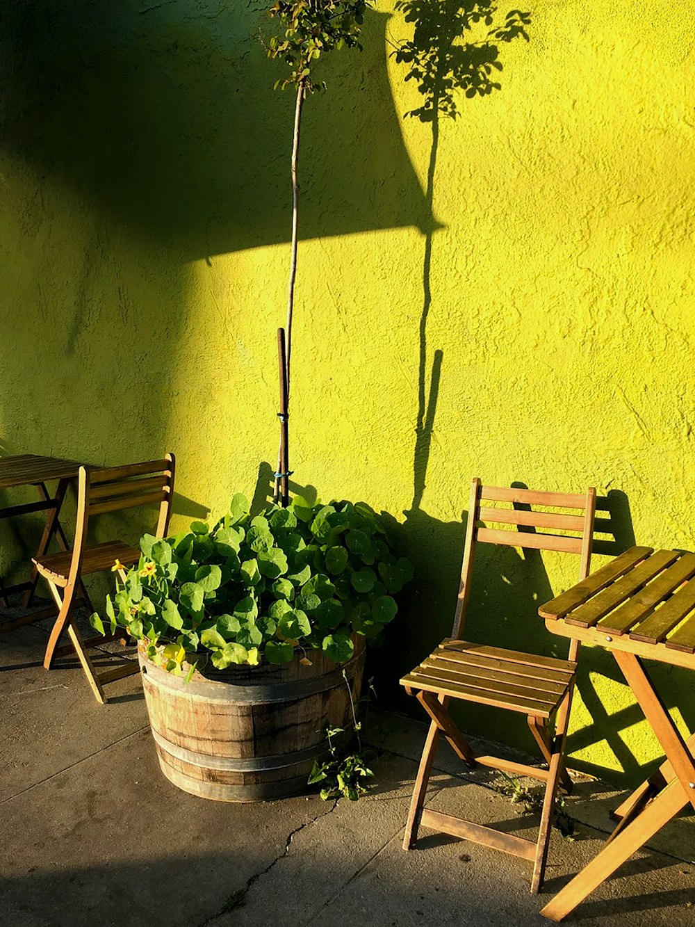 green grapes in gray metal bucket