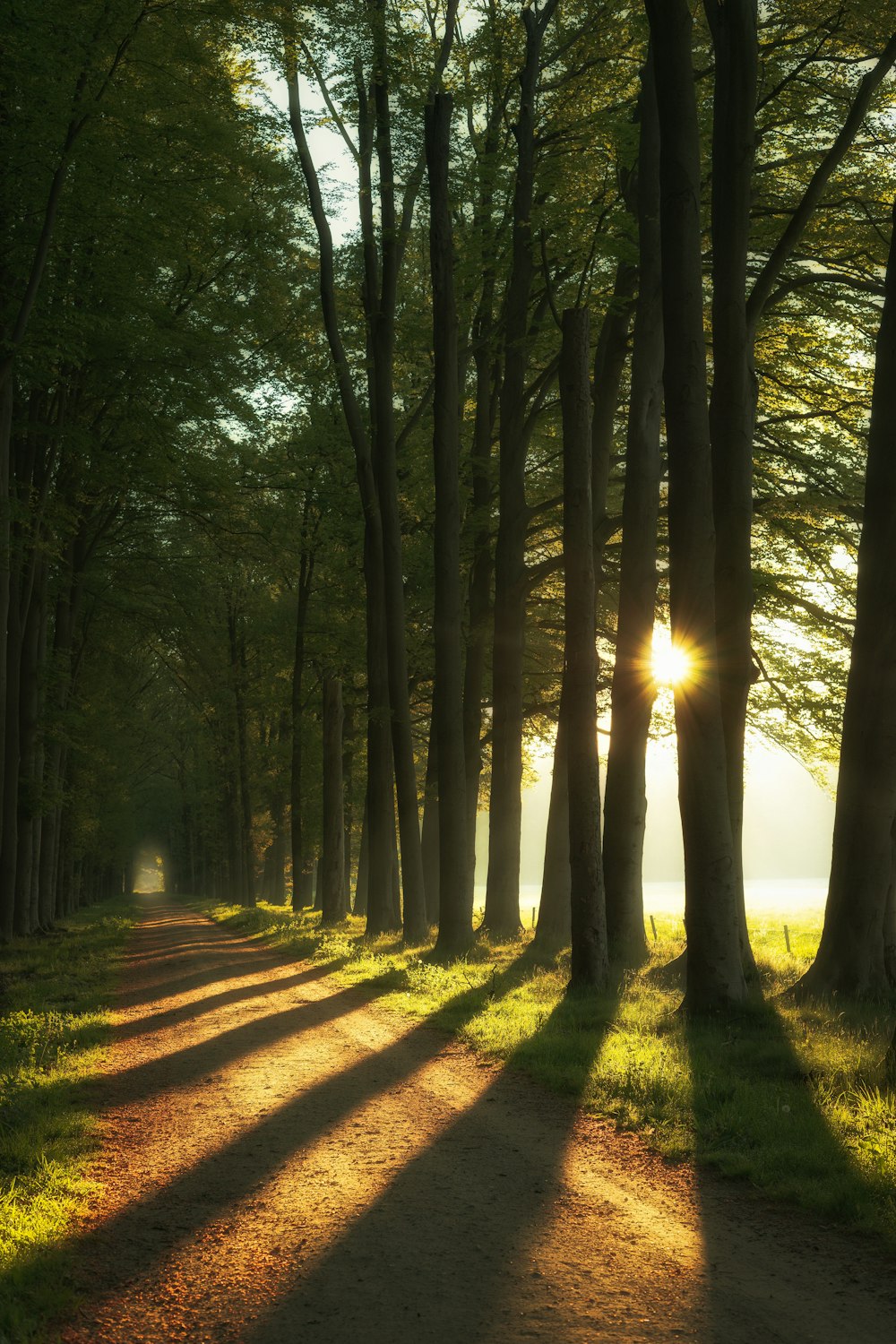 green trees on brown soil during daytime