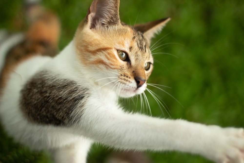 orange and white cat on green grass during daytime