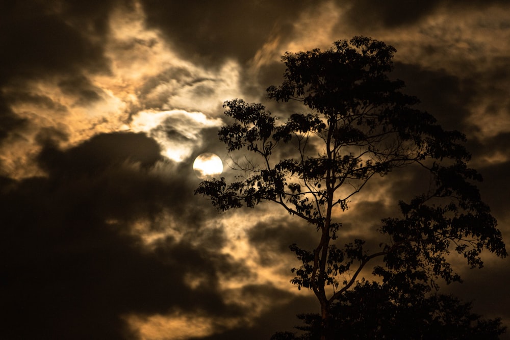 silhouette of tree under cloudy sky