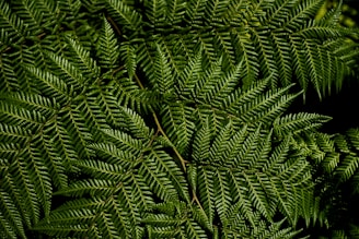 green fern plant in close up photography